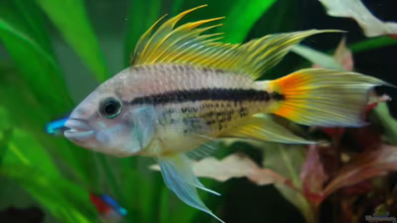 Kakaduzwergbuntbarsch (m) von Chris 81 (21)