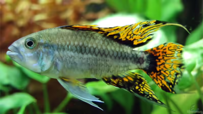 Buntbarsche im Aquarium (Einrichtungsbeispiele mit Chichliden)