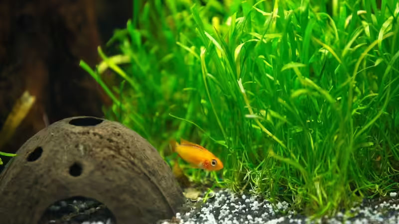 Kakaduzwergbuntbarsch ´red fire´ Waibchen  von Sarah (42)