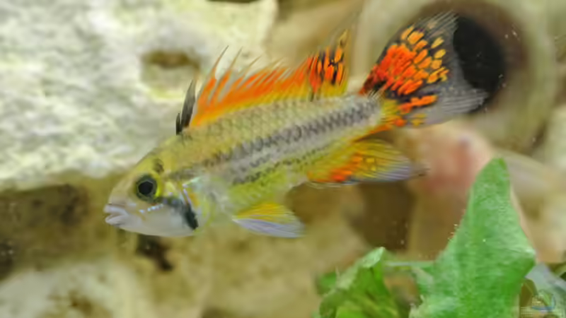 Kakaduzwergbuntbarsch von Alsi (87)