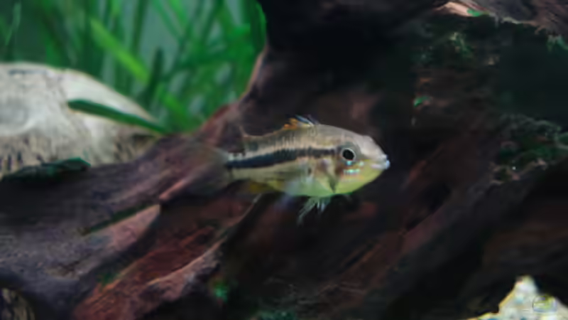 Kakaduzwergbuntbarsch (w) von Chris 81 (22)