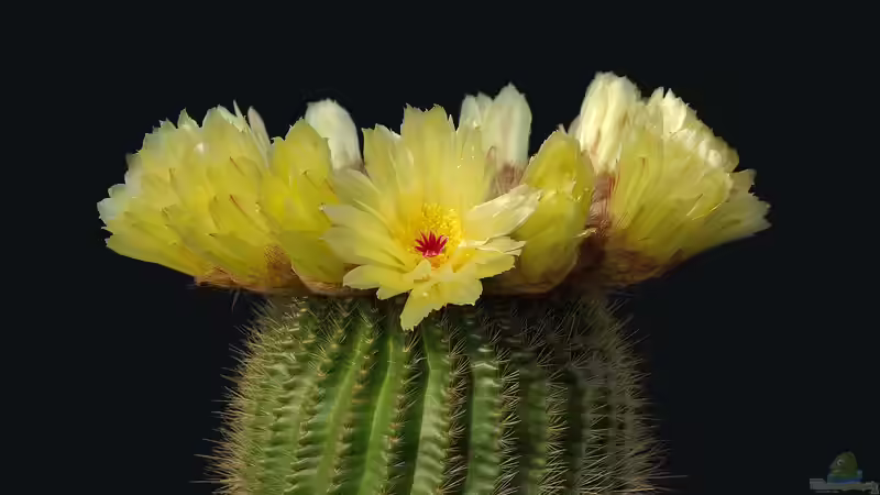 Kakteen richtig gießen: Weniger ist oft mehr