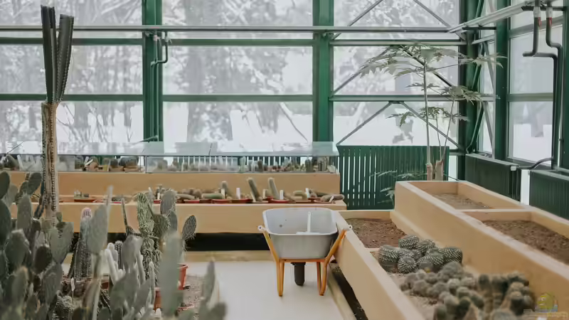 Kakteen richtig überwintern - Der umfassende Leitfaden für gesunde Pflanzen im Winter