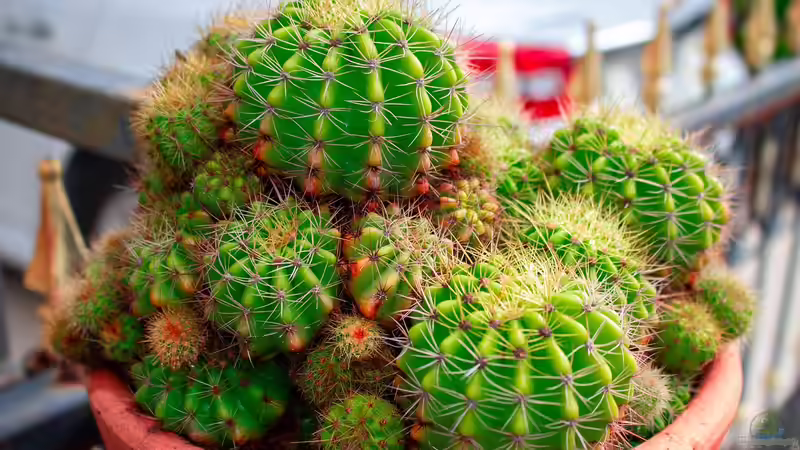Kakteen richtig überwintern - Der umfassende Leitfaden für gesunde Pflanzen im Winter