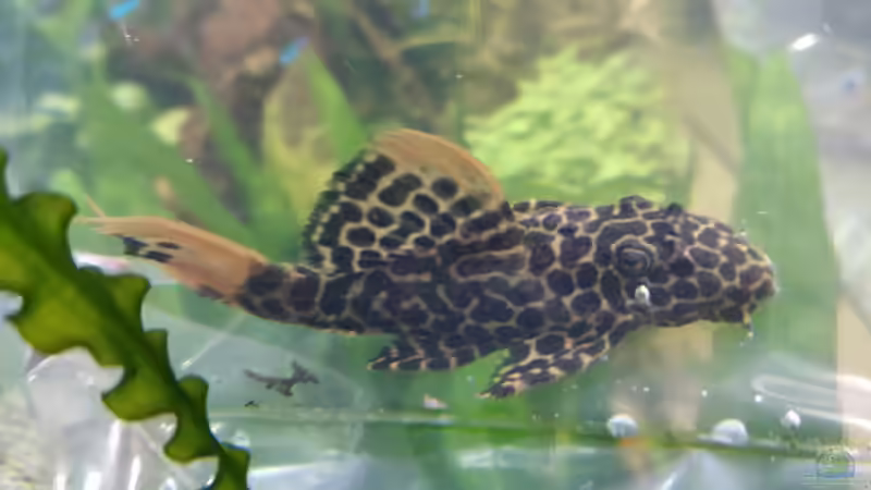 Kaktuswels l114 von Woidma (90)