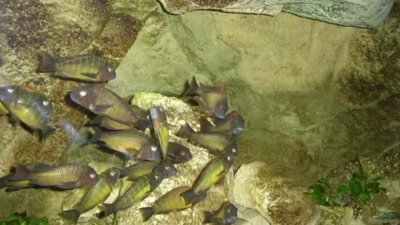 Kalksandsteinaufbauten, Module und Rückwand - man weiß nicht, was echt und unecht ist und wo etwas anfängt bzw. aufhört von Thomas Kalisch (7)