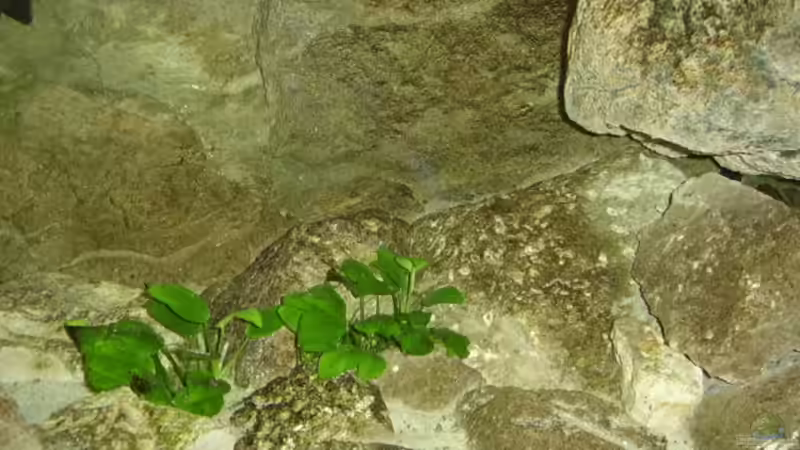 Kalksandsteine, Hälfte Modul M, Anubias vor Rückwand von Thomas Kalisch (8)
