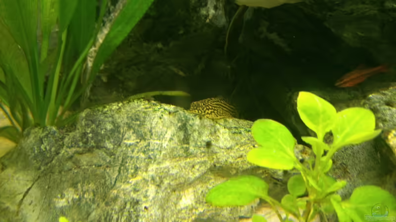 Kalkstein + Flossensauger von m.k.b.1983 (7)