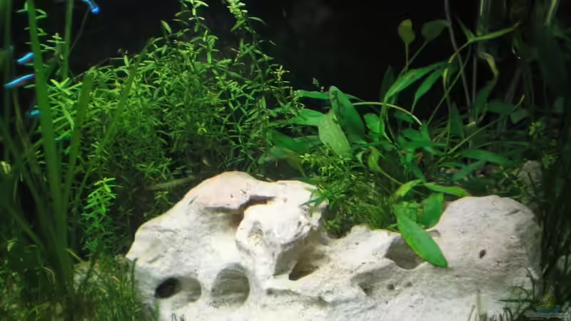 Kalkstein, im Hintergrund Rotala spec. ´Green´ von Mario Lange (7)