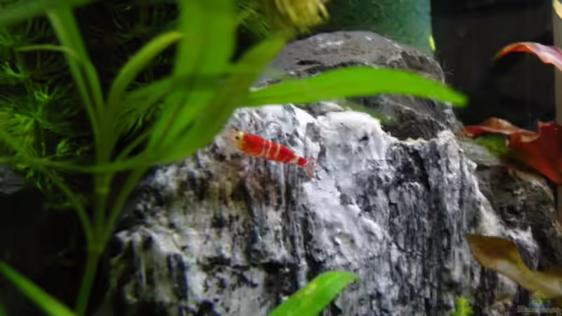 Kalkstein mit Garnele von Aquarienfreund44 (13)