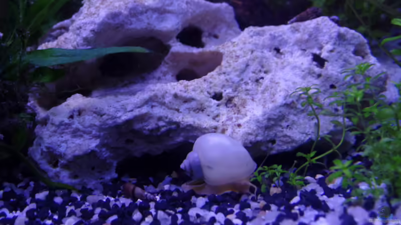 Kalkstein von raubsau (51)