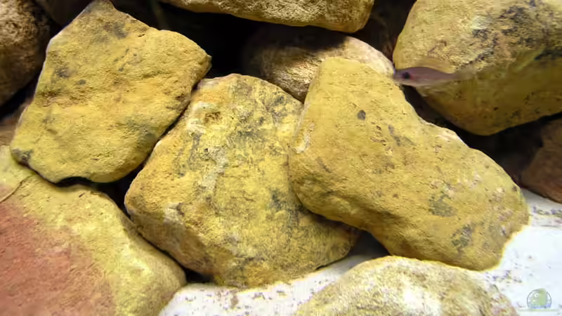 Kalksteine aus der Umgebung von Felix Klett (6)