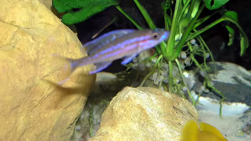 Kalksteine mit einem Blue Neon von Felix Klett (7)