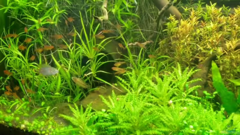 Kalli und Mausi Nr. 1 :D von Dani B (26)