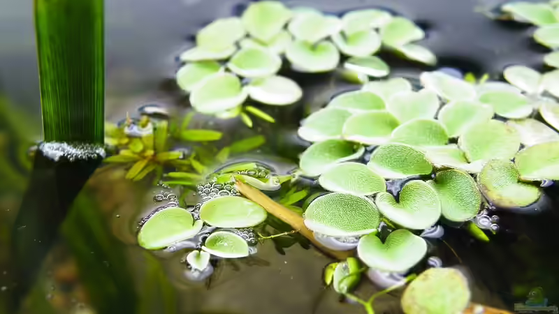 Kalmus, Schwimmfarn und Rotala - 02.07.2011 von bergfrau (27)