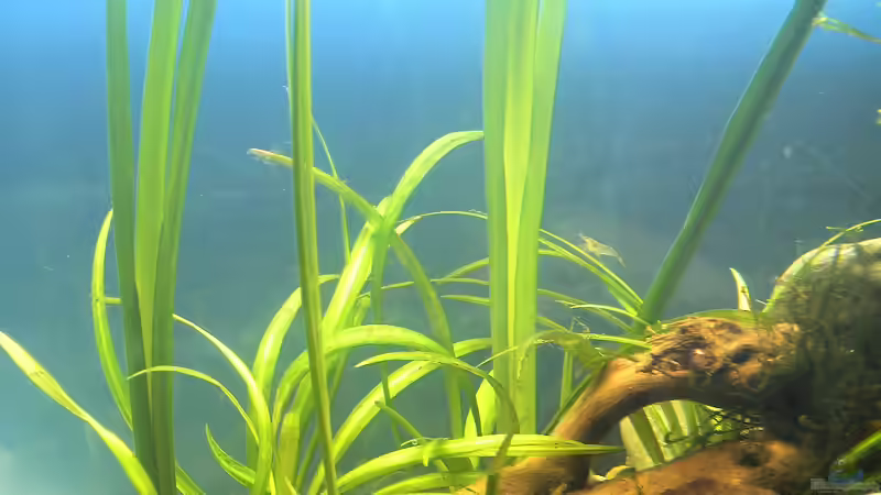 Kalmus und Blyxkraut - 02.07.2011 von bergfrau (21)