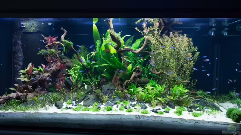 Kalt weiss von Betta Chris (110)