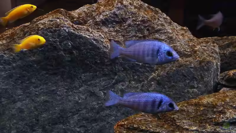 Kamera rechts - Futterdose links... geht doch ;-) von Malawi Duck (20)