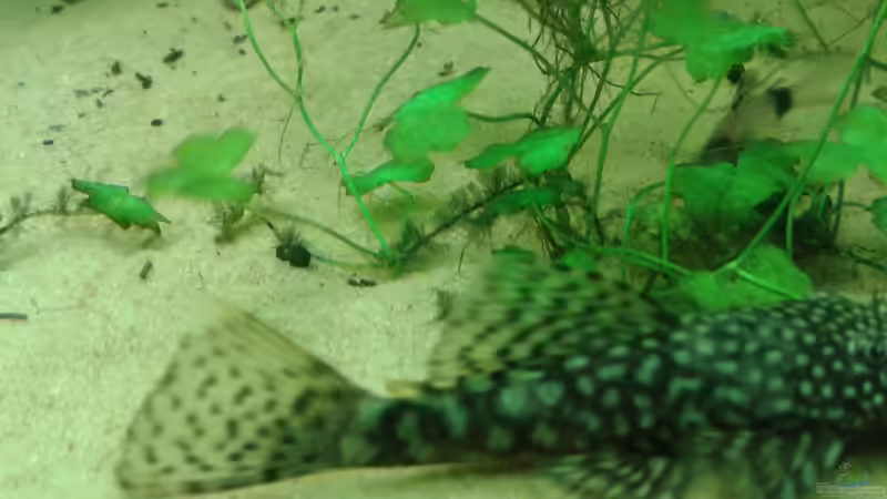 kamerrascheuer wels... von er1301 (17)