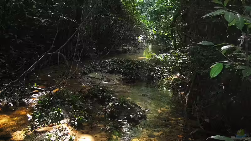 Kamerun01 von Tosche (2)