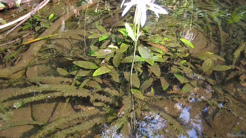 Kamerun04 von Tosche (4)