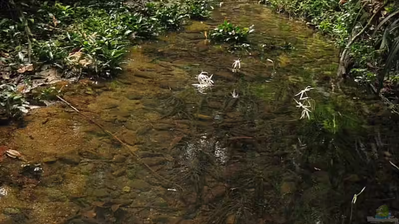 Kamerun06 von Tosche (6)