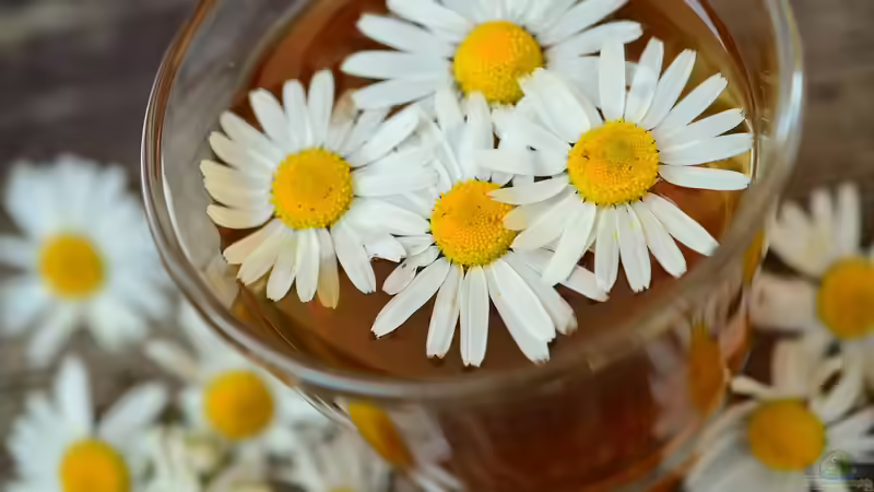 Kamille aus dem eigenen Garten gegen Magen-Darm-Beschwerden