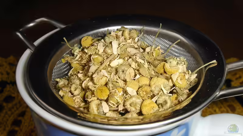 Kamille aus dem eigenen Garten gegen Magen-Darm-Beschwerden