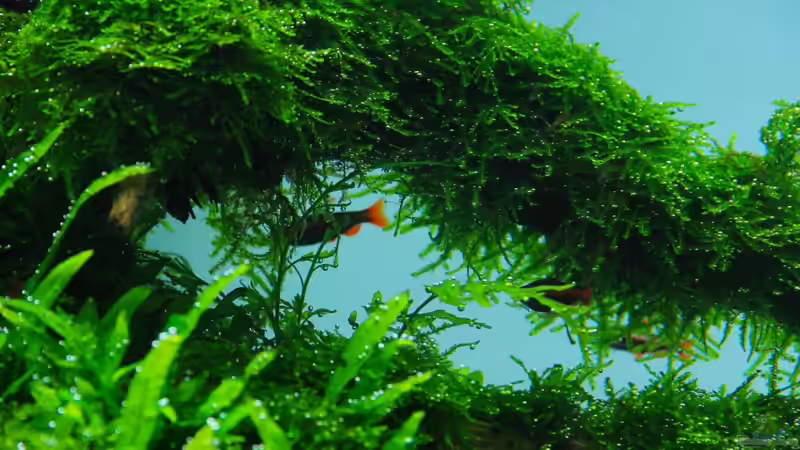 Kamm von disco-d (14)