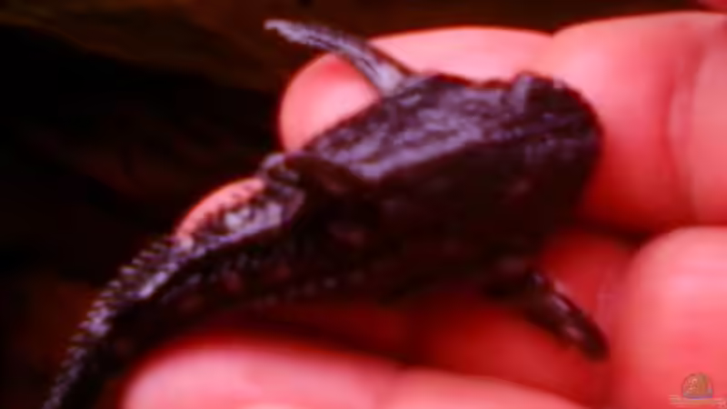 Kammdornwels,neu dazu gekauft von holzmichel (13)