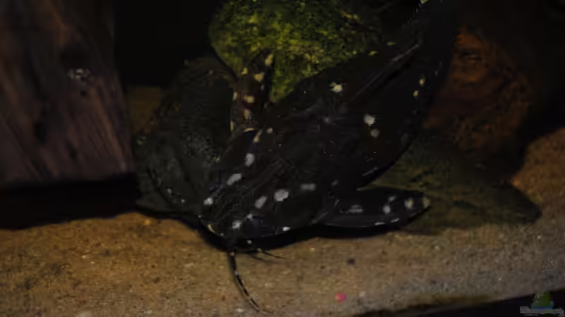 Kammdornwels von holzmichel (24)