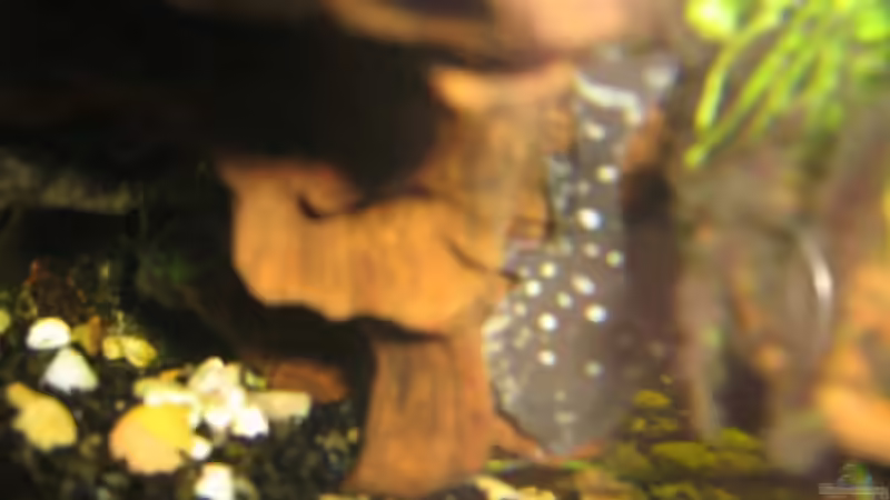 Einrichtungsbeispiele für Agamyxis pectinifrons (Kammdornwels)