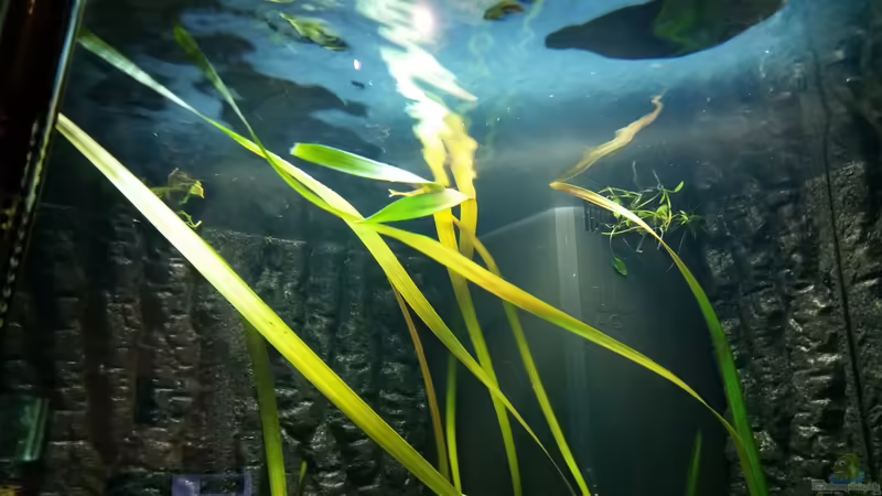 Kammhaut 30.10.2014 von Gunnar2060 (35)