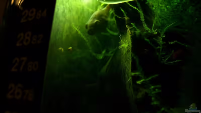 Kammkugelfisch von Marcel Stober (9)