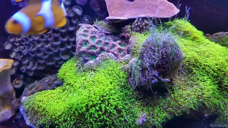 Kampf der Titanen, hier Röhrenkoralle gegen Galaxea von Tim1979 (25)