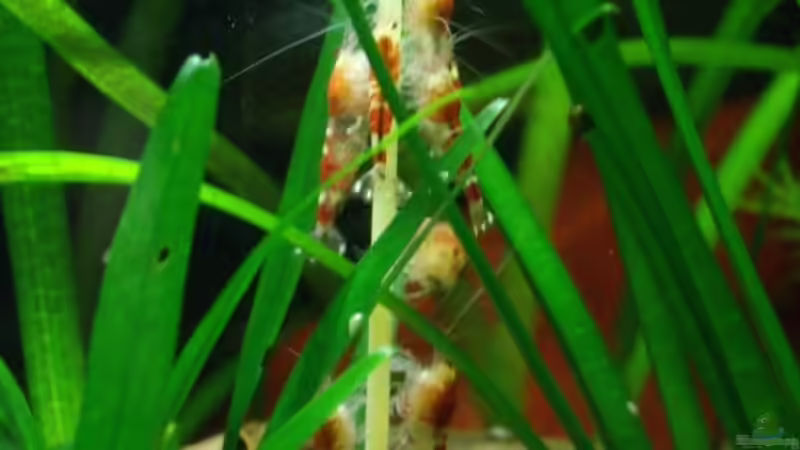 Kampf mit der Nudel von Franky Lunatic (15)