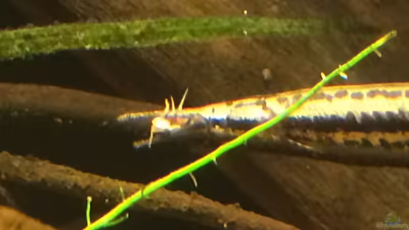 Kampf mit Heimchen von Captain Gü (20)