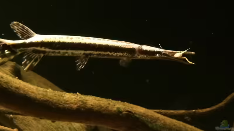 Kampf mit Heimchen von Captain Gü (21)