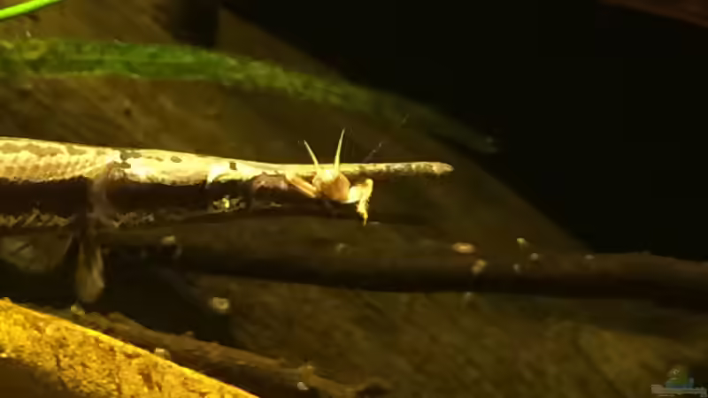 Kampf mit Heimchen von Captain Gü (23)