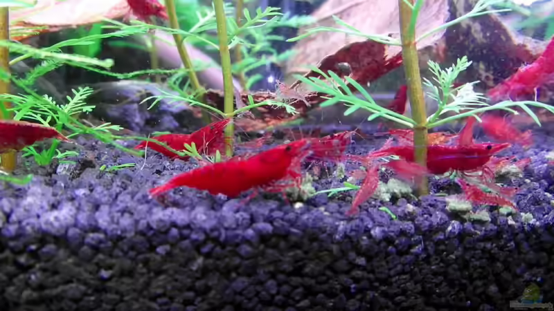 Kampf um den Mampf ;) von Achim (10)