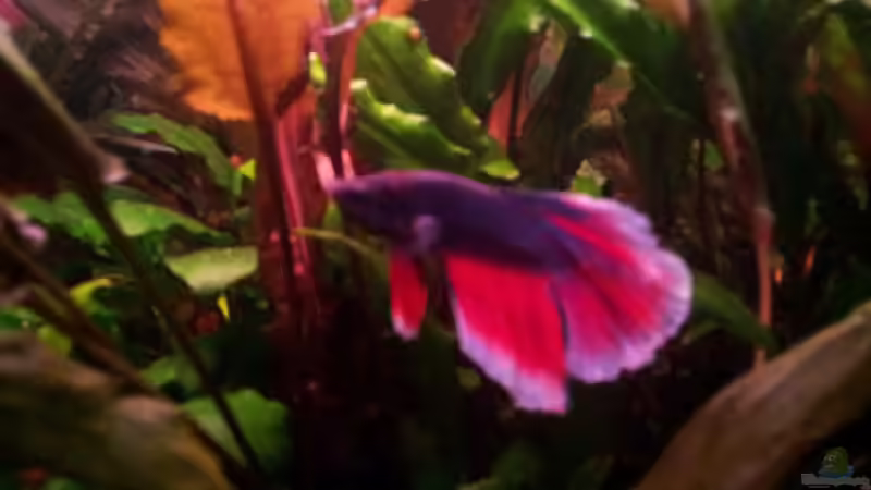 Kampffisch- m von Jens Holzner (7)