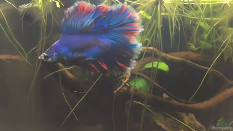 Kampffisch  von Ottche (1)