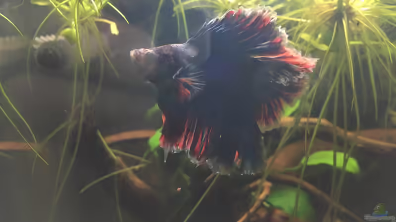 Kampffisch  von Ottche (22)