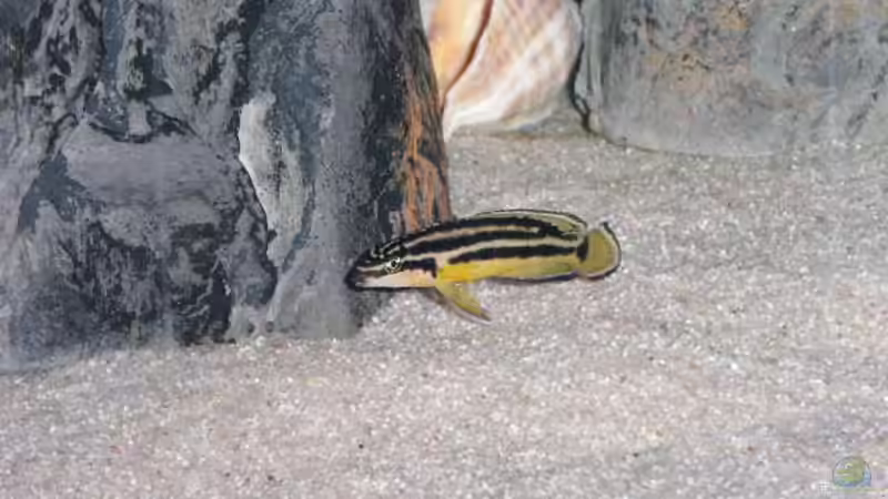 Kampffisch Annas Liebling von Kai Holdinghausen (29)