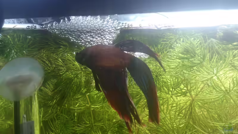 Kampffisch beim Nestbau von Silvia78 (6)