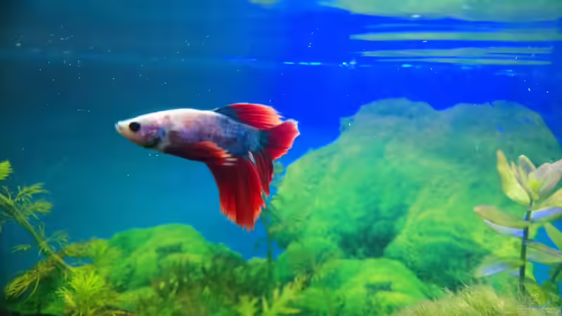 Kampffisch-Crown von Papili (25)