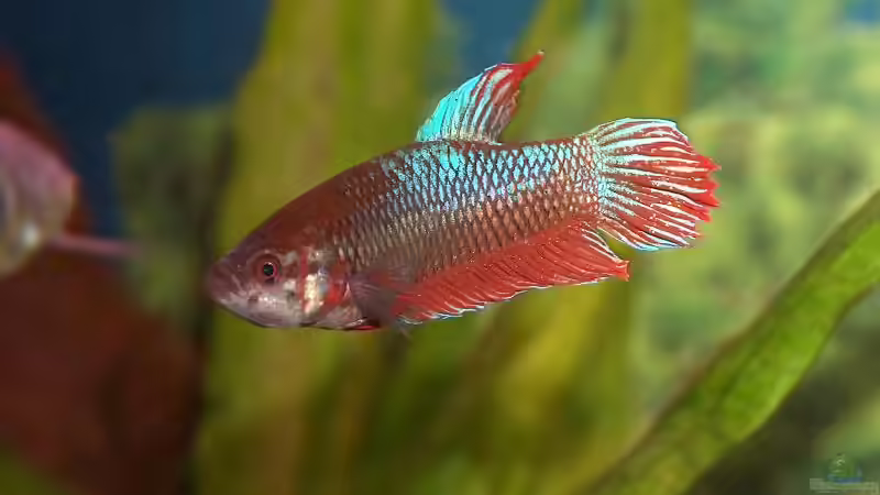 Kampffisch (Hab ich aber nicht mehr) von Daniel Nimmervoll (14)