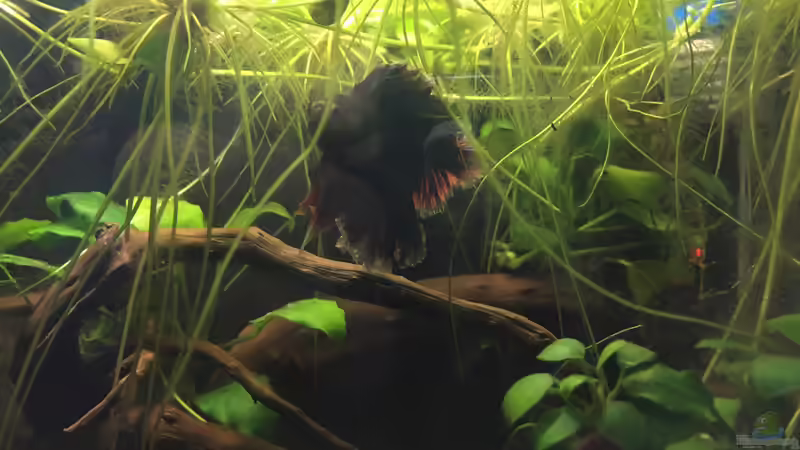 Kampffisch im Nanobecken  von Ottche (23)