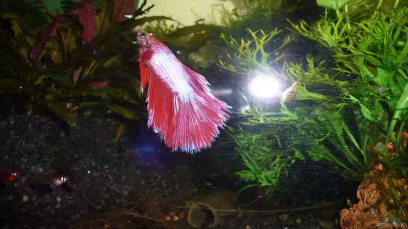 Kampffisch M am Anfang von Aqualady (13)