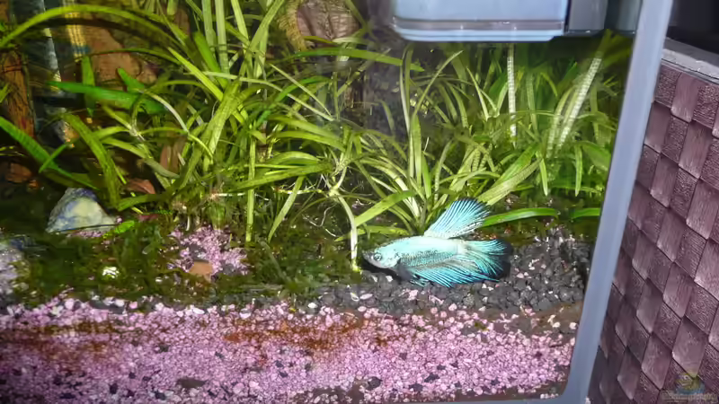 Kampffisch M von Aqualady (3)